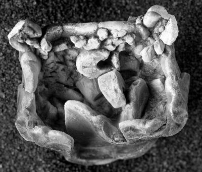 https://files.geocollections.info/large/a4/ab/a4ab8fa1-bfe1-4ab7-b175-3d536480b67e.jpg
