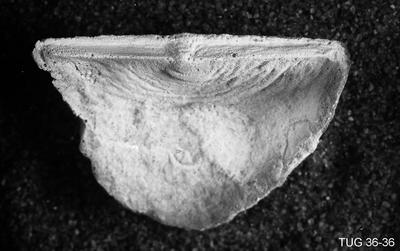 https://files.geocollections.info/large/a4/ab/a4abc18f-46a1-41e8-bb48-59683634fcb1.jpg