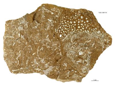 https://files.geocollections.info/large/a4/f4/a4f4c3f4-0577-49b7-a84f-f829df0774ff.jpg