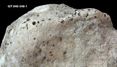 <i>Trypanites isp.</i><br />Hosholm, tower outcrop,  m, Pirgu Stage