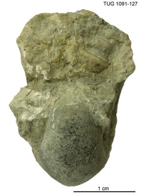 https://files.geocollections.info/large/a5/11/a51167f4-e15d-48b1-8e50-257892100bbd.jpg