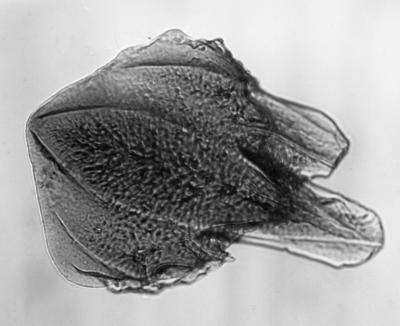 https://files.geocollections.info/large/a5/20/a5204c0f-d283-491b-a1f1-45b1288e0137.jpg