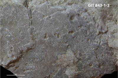 <i>Trypanites isp.</i><br />Saxby shore,  m, Vormsi Stage