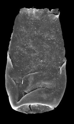 <i><i>Conochitina visbyensis</i></i><br />Kolka 54 borehole, 601.00 m, Adavere Stage (546-25)