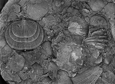 https://files.geocollections.info/large/a5/62/a56244e5-8e17-4687-9e2b-e0800d503015.jpg