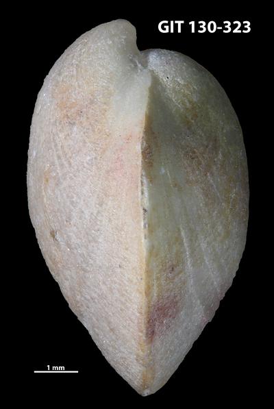 https://files.geocollections.info/large/a5/64/a564d663-7b30-4784-8bd3-6357e75cbe17.jpg