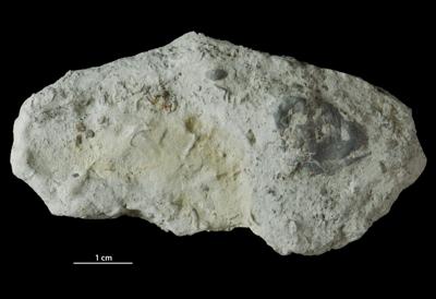 <i>Trypanites isp.</i><br />Velise river, Võiva outcrop,  m, Adavere Stage