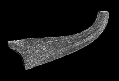 https://files.geocollections.info/large/a5/7d/a57d60cd-1576-47df-8188-584f805af7a8.jpg