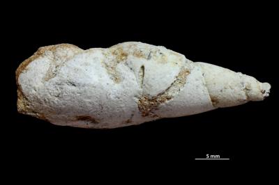 <i></i><br />Ubja opencast mine,  m, Kukruse Stage