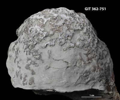 <i></i><br />Ohesaare cliff,  m, Ohesaare Stage