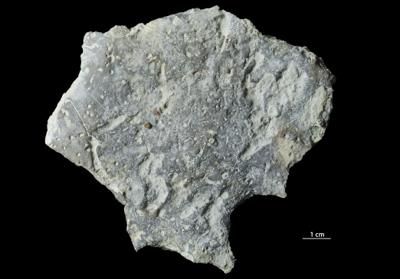 <i></i><br />Päärdu outcrop,  m, Adavere Stage