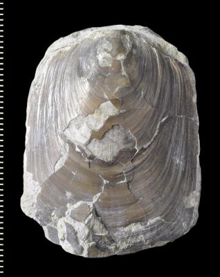 https://files.geocollections.info/large/a5/b3/a5b30a26-f6fc-44b0-9d57-e3deb7881cd8.jpg