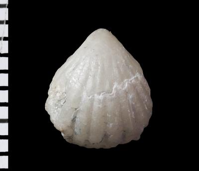 https://files.geocollections.info/large/a5/b8/a5b82fbd-b8fd-4d91-b49a-896d5b843252.jpg