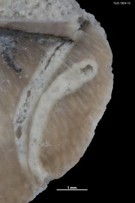 https://files.geocollections.info/large/a5/bf/a5bf7f84-10a7-41be-a3d4-4f753235e3da.jpg