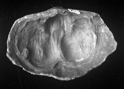 https://files.geocollections.info/large/a5/c5/a5c59b1d-d150-4de6-aa79-99d583fca151.jpg