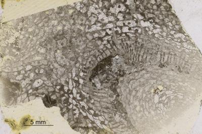 https://files.geocollections.info/large/a5/e0/a5e06c3f-9e14-47c5-a8cf-ba96358d0a14.jpg