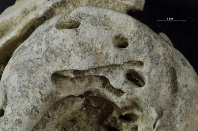 <i></i><br />Hirmuse creek outcrop,  m, Haljala Stage