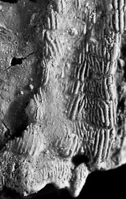 https://files.geocollections.info/large/a5/ee/a5ee281f-ae5d-4f85-835c-b11f31e7037a.jpg