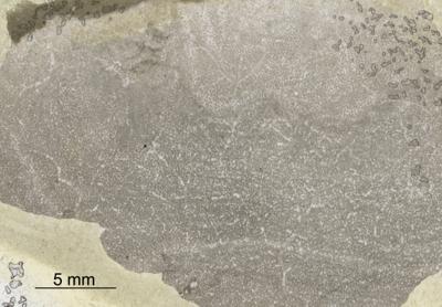 https://files.geocollections.info/large/a5/f8/a5f8e154-4399-4a32-9eab-36ebb9570e92.jpg