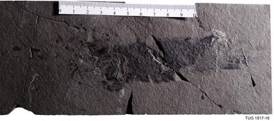 https://files.geocollections.info/large/a5/f9/a5f9554f-b31f-4531-bdf7-3906cde35258.jpg