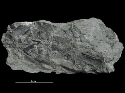https://files.geocollections.info/large/a5/fe/a5feeb30-3e59-4c71-b9b2-c335c7ccfa7c.jpg
