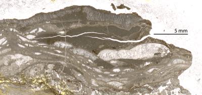 https://files.geocollections.info/large/a6/25/a6252ef8-438e-4730-8854-c2810a8cd28a.jpg