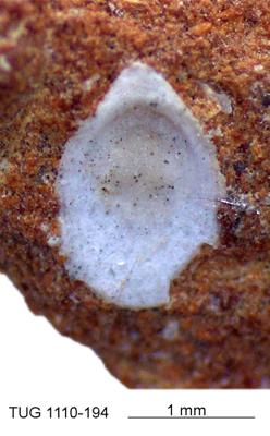 https://files.geocollections.info/large/a6/31/a631389b-58a0-4792-9ac4-b302d0a50afb.jpg