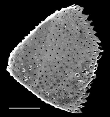https://files.geocollections.info/large/a6/45/a6459f6e-c6dd-4f1b-b05f-73adb5f8ee2c.jpg
