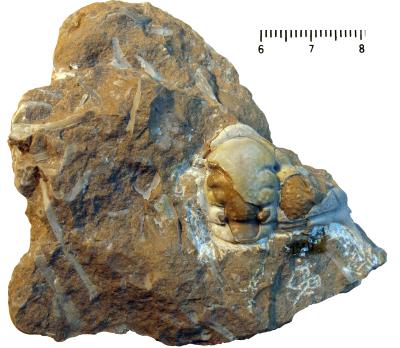 https://files.geocollections.info/large/a6/5e/a65e2594-e4f2-4012-a024-d1ad85cd9b79.jpg
