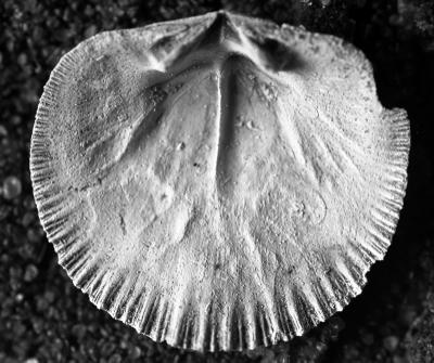 https://files.geocollections.info/large/a6/62/a662c228-3334-43ba-8f39-f1f9fbcbda82.jpg