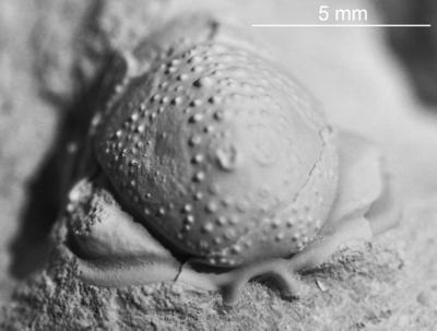 https://files.geocollections.info/large/a6/77/a677e377-9b02-4337-a31a-d6996768ce92.jpg