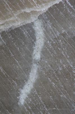 <i>Trypanites? sp. 1</i><br />Undva cliff,  m, Jaani Stage