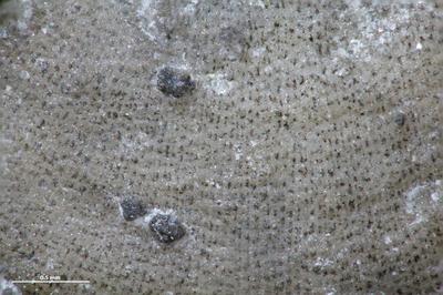 https://files.geocollections.info/large/a6/d0/a6d09360-dbfe-44dd-b42b-0f3832cf61d8.jpg