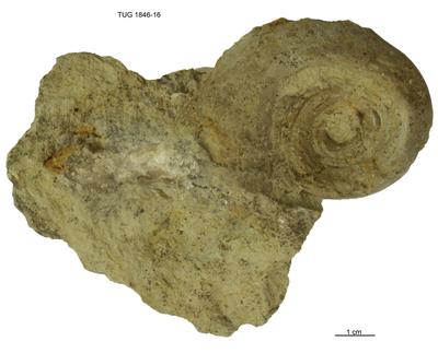 https://files.geocollections.info/large/a6/dc/a6dcb56d-34d3-4b05-80dc-5184e67c07e5.jpg