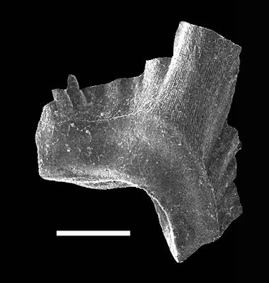 https://files.geocollections.info/large/a6/e2/a6e27a81-a59d-4ef8-a427-221fb17f28fb.jpg