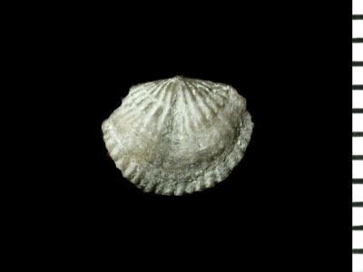 https://files.geocollections.info/large/a7/09/a7097b6d-d07f-4db1-92bb-9d45e09f1aa6.jpg