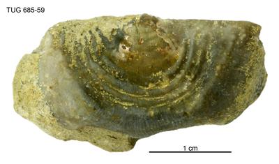 https://files.geocollections.info/large/a7/0a/a70a2bf8-9d2d-4eae-888e-c5debf039ae9.jpg