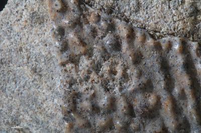https://files.geocollections.info/large/a7/11/a7110959-819f-4326-a371-ac8206b3d56b.jpg