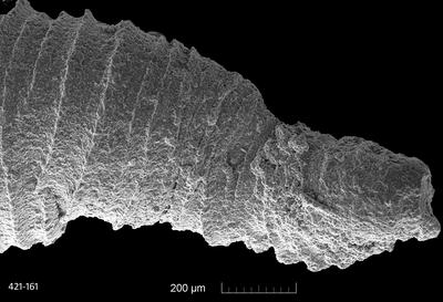 https://files.geocollections.info/large/a7/11/a711dd1e-fe26-4224-811c-b7e781607dd5.jpg