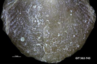 <i></i><br />Kõrkküla 863 borehole, 176.10 m, Adavere Stage