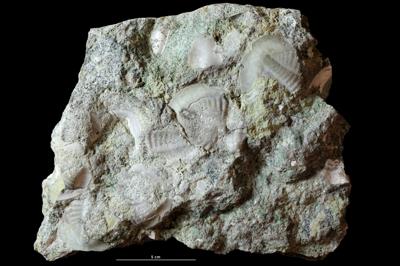 <i>Pinaceocladichnus isp.</i><br />Eesti,  m, Volkhov Stage