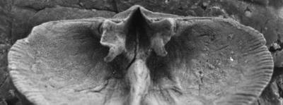 https://files.geocollections.info/large/a7/3d/a73d5194-8895-4006-91a7-2430a45f122a.jpg