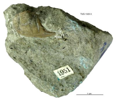 https://files.geocollections.info/large/a7/4b/a74b6f79-1d79-4880-933b-62fd77f85c87.jpg
