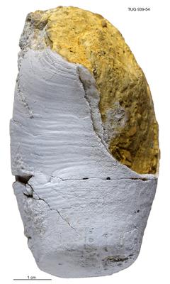 https://files.geocollections.info/large/a7/59/a7594f2e-e33b-44bf-9895-ebc512cf61c0.jpg