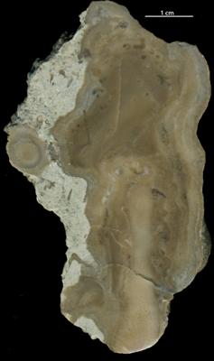 https://files.geocollections.info/large/a7/9d/a79df81a-8163-4559-845f-21c562c72131.jpg