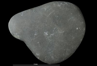 <i></i><br />Kopli quarry,  m, Lower Cambrian (old nomenclature)