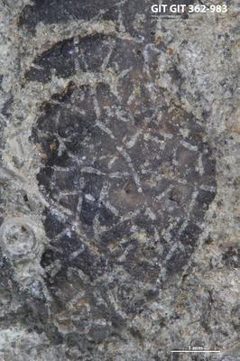 <i></i><br />Ohesaare cliff,  m, Ohesaare Stage