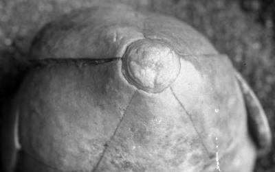 https://files.geocollections.info/large/a8/1e/a81e5db1-e950-4ffe-adb1-3f286a64d9a8.jpg