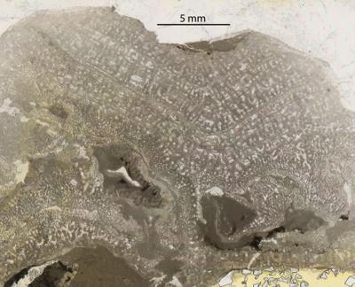 https://files.geocollections.info/large/a8/46/a846413a-6cff-4ecc-bfd4-e1ccca6bb616.jpg