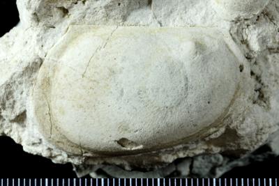 https://files.geocollections.info/large/a8/5f/a85ff609-a89e-4b3a-b7bf-6fe2a11845ac.jpg